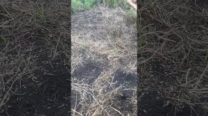 как избавиться от многолетней люцерны