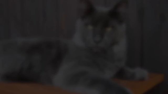 Мейн кун /Maine Coon смотреть онлайн