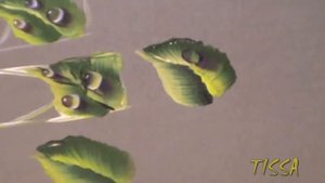 Юлия Билей - Рисуем каплю -плоская кисть..mpg