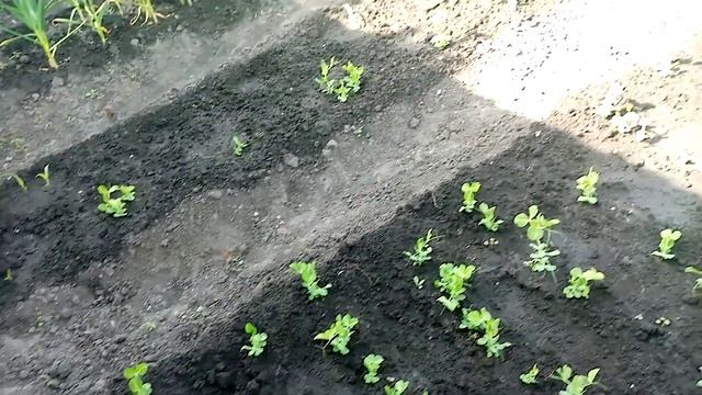 Дружно взошёл??? Горох сорта САХАРНЫЙ ДРУЖОК!!!??? Нужно Прореживать  или Нет????  31 мая 2023г.