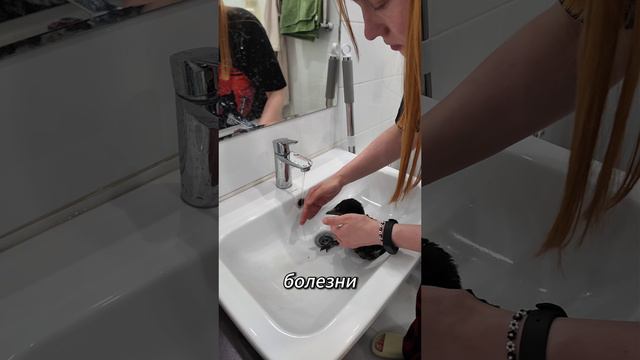 Как у меня не получилось спасти грачонка 🥺 #грач #птицы #спасениептиц #спасениежизни #волонтер