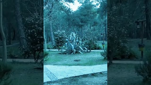 Какое большое алоэ смотреть онлайн