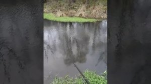 ловля гольяна 9 ноября.технология ловли гольяна.