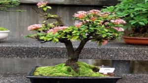 Flowering Ixora Coccinea Bonsai Tree #24