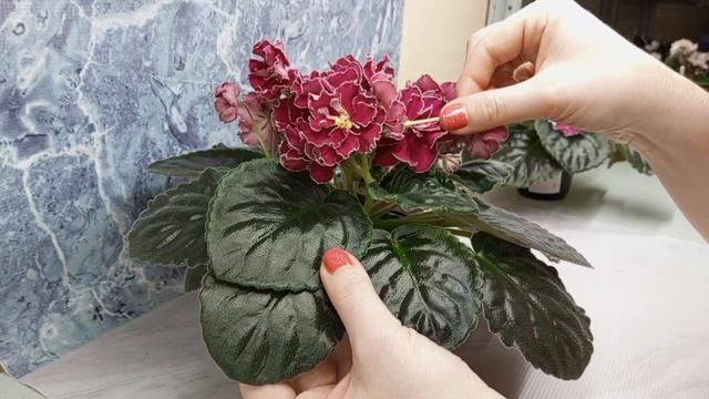 Обзор стандартного сорта АВ - Болеро смотреть онлайн