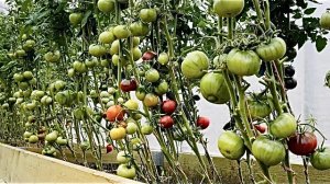 Огород в середине лета. Краткий обзор огорода 15 июля.