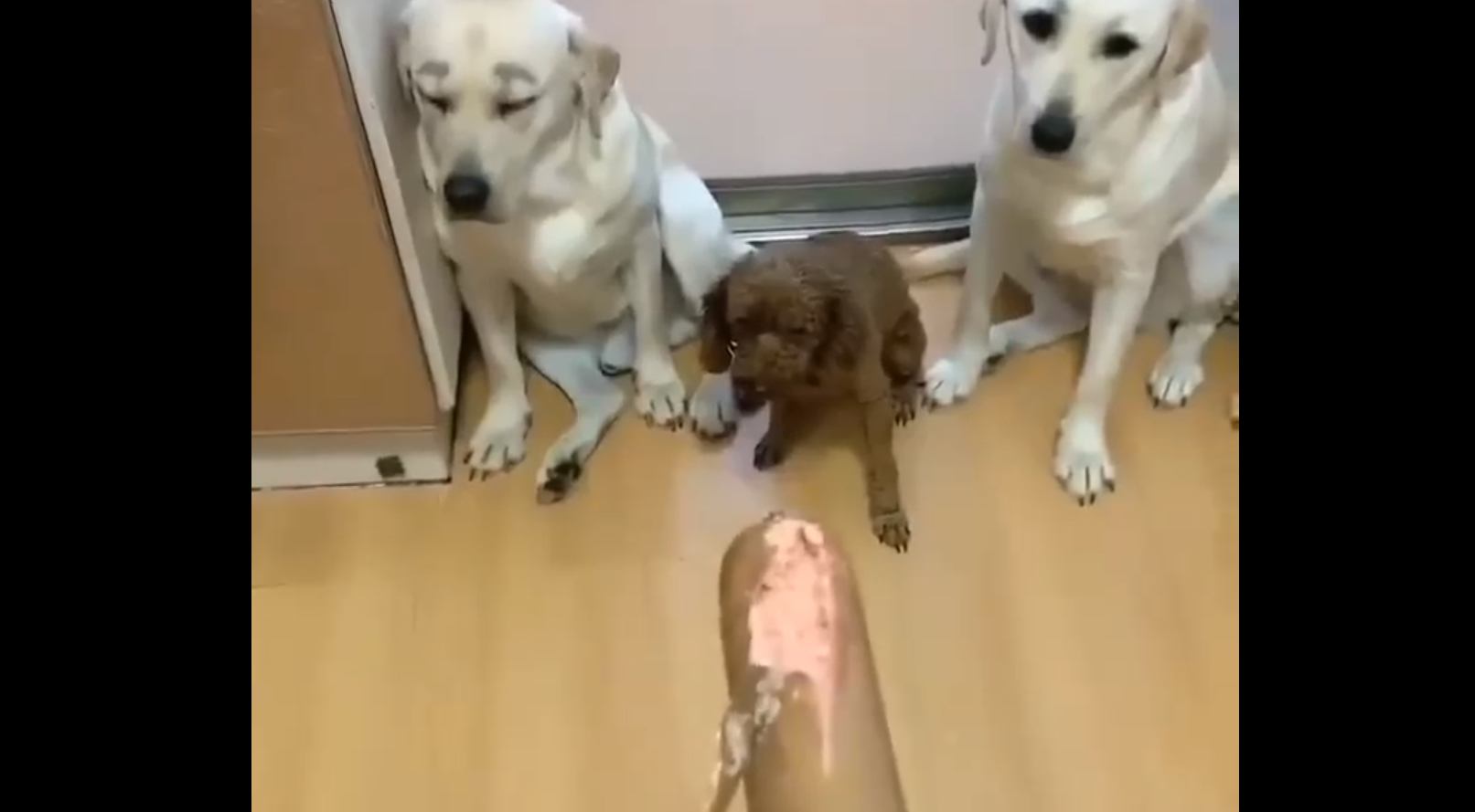 Видео где собаки говорят