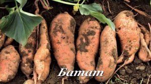 Дары природы от цветка до плода -1