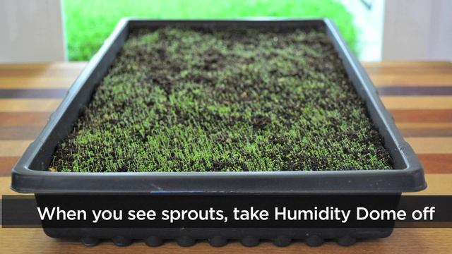 How to Grow Oregano Indoors | Urban Cultivator смотреть онлайн