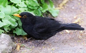 Чёрный дрозд Turdus merula и дрозды рябинники