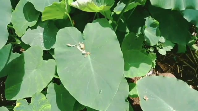 Naturehub #caladiumplanthunting zero cost plant humting malayalam #caladium gardening //indoorplant