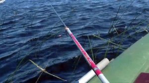 Краснопёрка.Окунь.Щука.Р.Волнушка.Скнятино.Тверская обл.Рыбалка