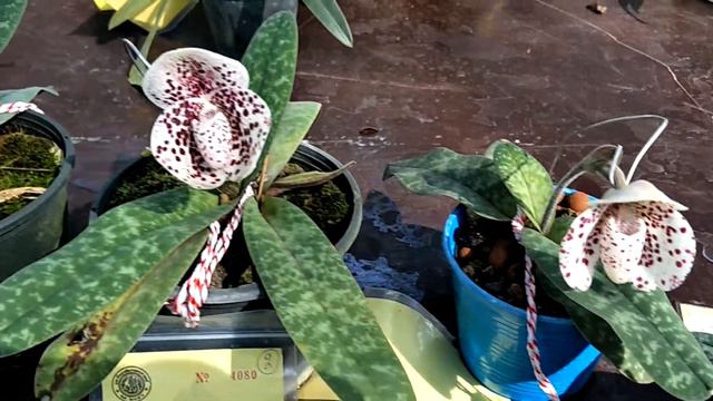 รองเท้านารีฝาหอย Paphiopedilum bellatulum смотреть онлайн