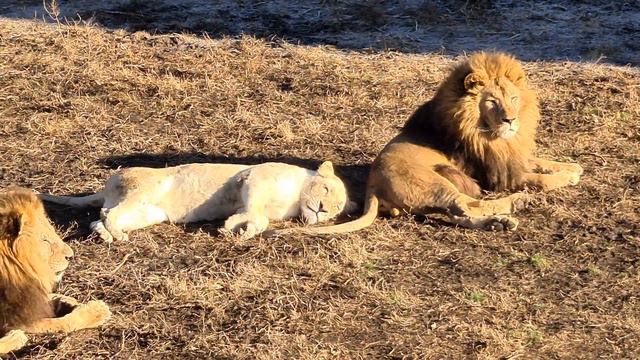Блондиночка ласкается с Казановой! Тайган смотреть онлайн