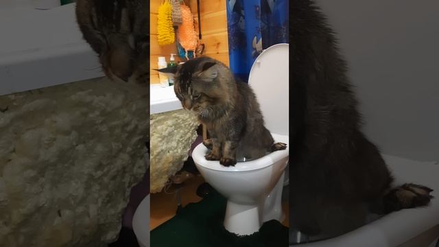 Кот в унитазе видео. Животные на унитазе. кот на унитазе видео. котенок котэ.