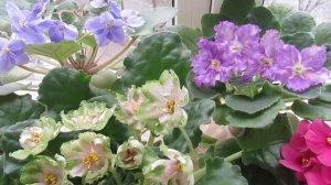 ФИАЛКИ НА ОКНЕ! ОСВЕЩЕНИЕ ФИАЛОК!