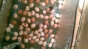 терморегулятор для инкубатора своими руками. Часть-3 из 3