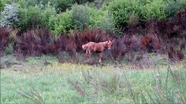Боярышник цветет, благоухают тропы смотреть онлайн