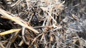 Лучшее удобрение для клубники - прелое сено. Ягоды будут вкуснее  и крупнее с таким удобрением.