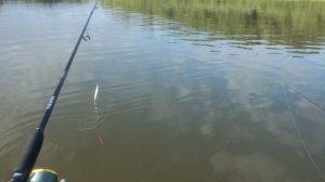 Вот это рыбалка! Таскаем одну за одной!