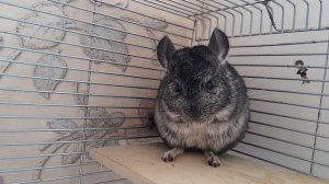 Завтрак у Шиншиллы.