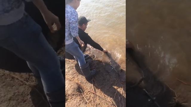 Оживления щуки смотреть онлайн