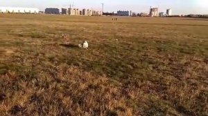 Курсинг для собак. Курсинговая машинка. Lure coursing 3