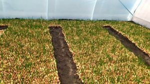 ТЕПЛИЦА СВОИМИ РУКАМИ / Как сделать теплицу, обзор теплицы.