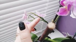 ЦВЕТЕНИЕ ОРХИДЕЙ. Эти сорта орхидей зацвели самые первые ? Комнатные цветы. Мои орхидеи в декабре.