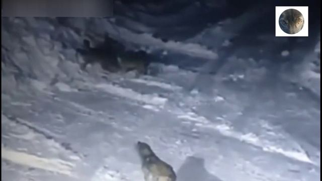 Нападения волков на собак 2022. часть 4..mp4