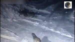 Нападения волков на собак 2022. часть 4..mp4