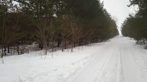 Как определить зайца "русака" от "беляка" .ОХОТА !!!