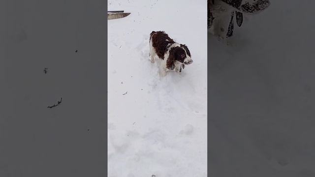 Ботя и зимняя дача.