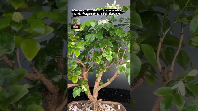 Murraya(orange jasmine) delhibonsai.com…9999788064 #bonsai #ficus #bonsailover #gardening #gift