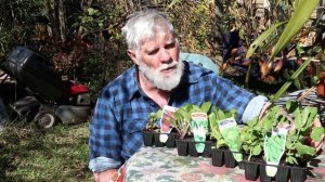 Planting seedlings