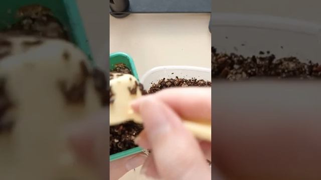 Soil for lithops. Почва для литопсов