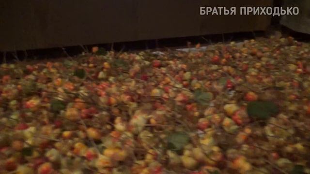 ДАРЫ ПРИРОДЫ / МОРОШКА В МЕДУ смотреть онлайн