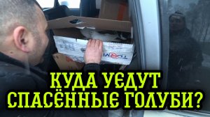 Куда уедут спасённые голуби?