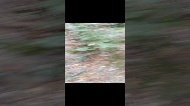 2 часть.ASMR видео на природе ?