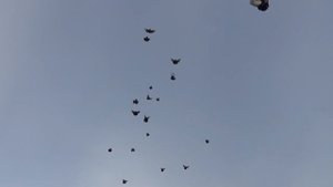Николаевские голуби г Тюмень. Полет  голубей при ветре.
