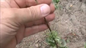 Ива Вавилонская Криспа в августе