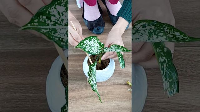 A quick way to have a beautiful Aglaonema Snowflake potted plant on the table