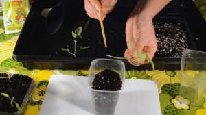 Китайский способ выращивания томатов. Что делать если рассада вытянулась.