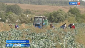 Белгородские фермеры приступили к уборке капусты