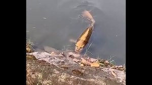 Рыба с человеческим лицом