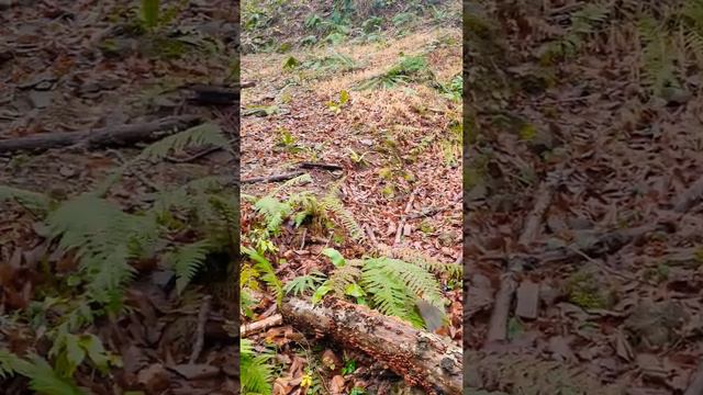 Дивный Ручей прекрасный лес горный воздух- Сочи Лазаревское село Алексеевка