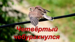 Пустельжонок.  Первый час пустельжонка вне гнезда. 2022.07.04..mov