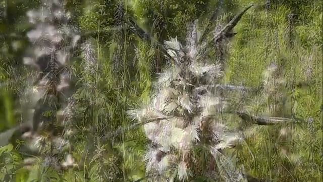 НЕМНОГО БОТАНИКИ: Пустырник пятилопастный смотреть онлайн