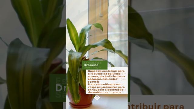 🎧 06 PLANTAS que combatem a POLUIÇÃO SONORA #shortsvideo