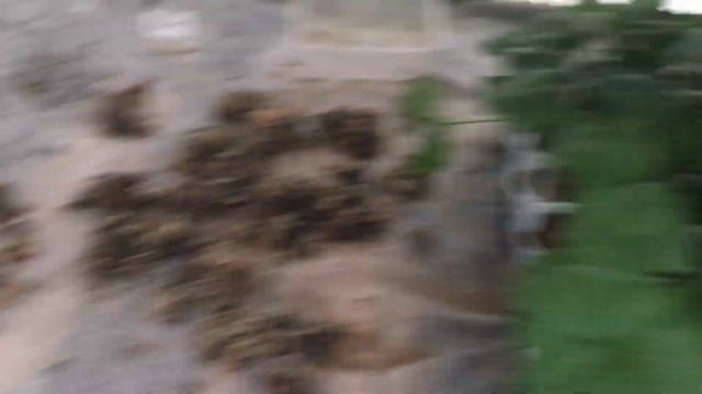 Октябрь 2019. Полная теплица цветов смотреть онлайн